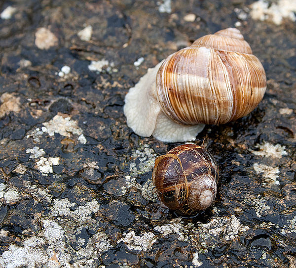 Edible Roman Snail Chedworth Roman Villa England Edible Roman Snail