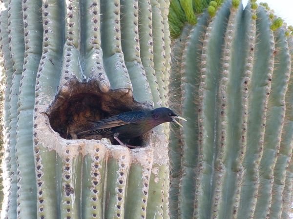 Bird In Saguaro Cactus...