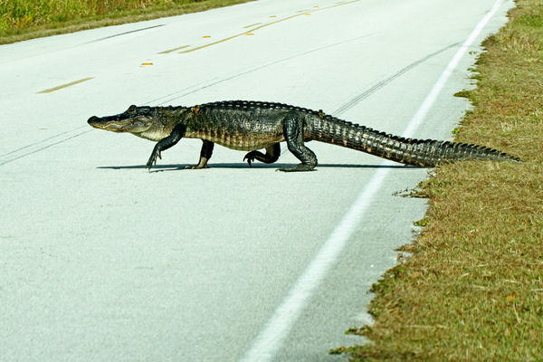 Why did the Gator cross the road?...
