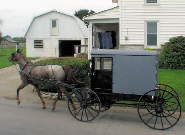 Roan Buggy Horse and Buggy...