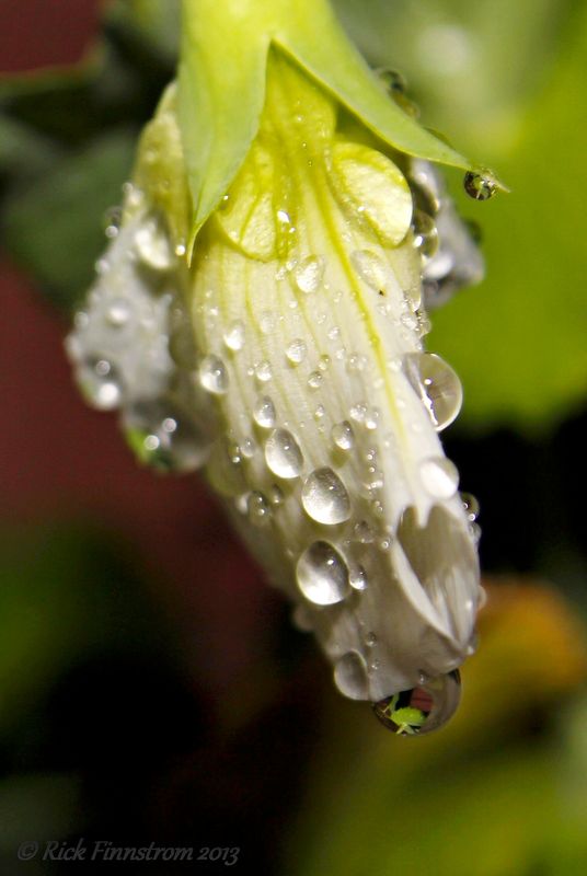 Sweet pea flower...