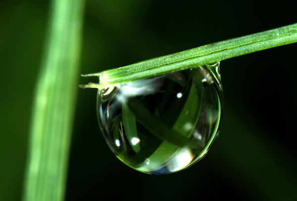 Life in a Dew Drop...