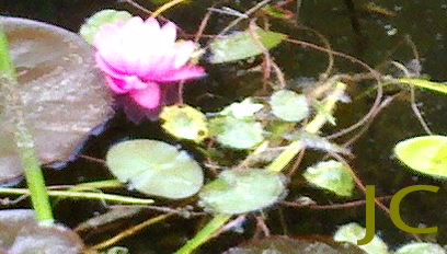 water Lily in bloom...