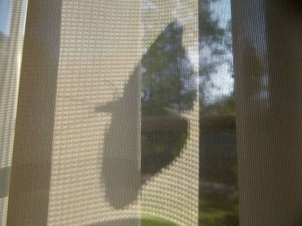 Shadow Moth...