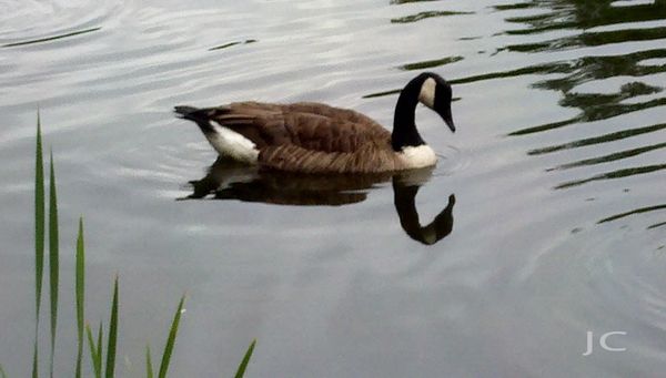 Goose at Little Beaver Lake...