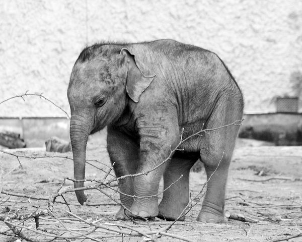 Baby Elephant - 2 weeks old...