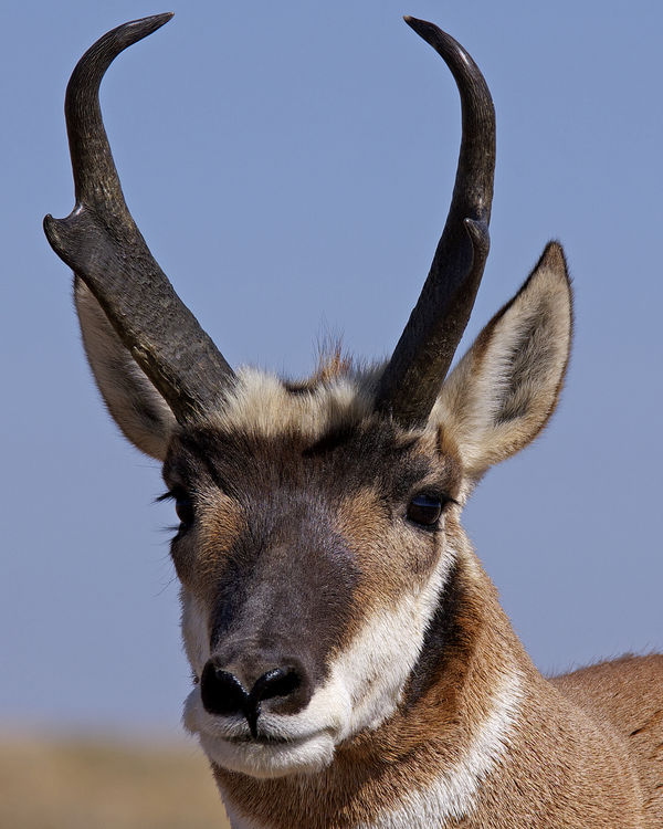 I spend a great deal of time on pronghorns.  They ...