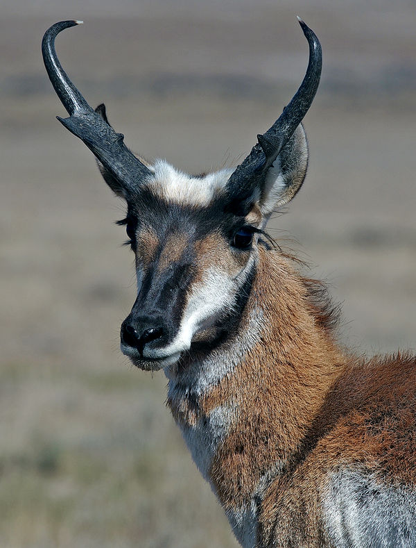 I most often shoot most of my pronghorn photos fro...