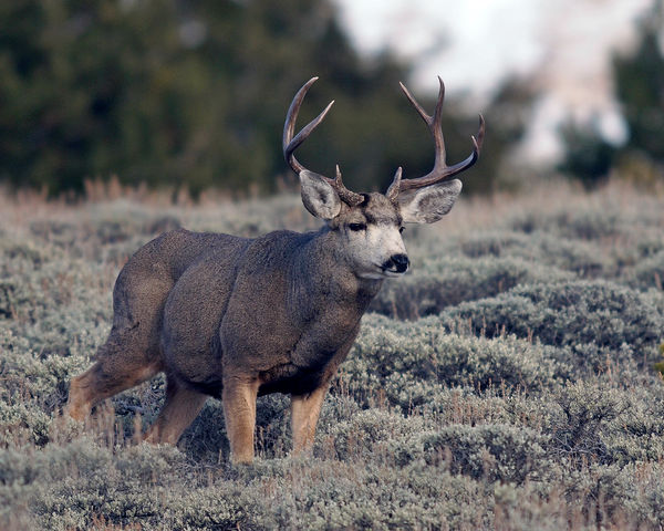 Mule deer are another favorite, but one needs to b...