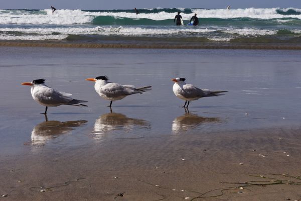 Surfers and feathered friends...