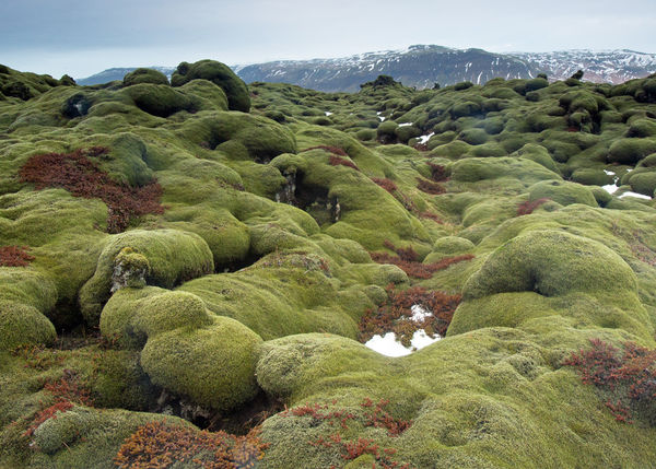 Moss Covered Volcanic Rock...