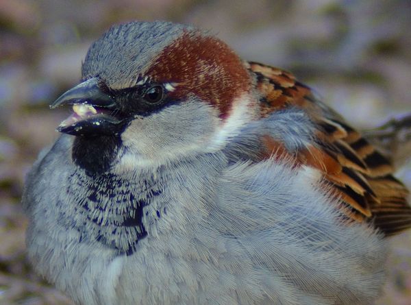 #1 Male English Sparrow...