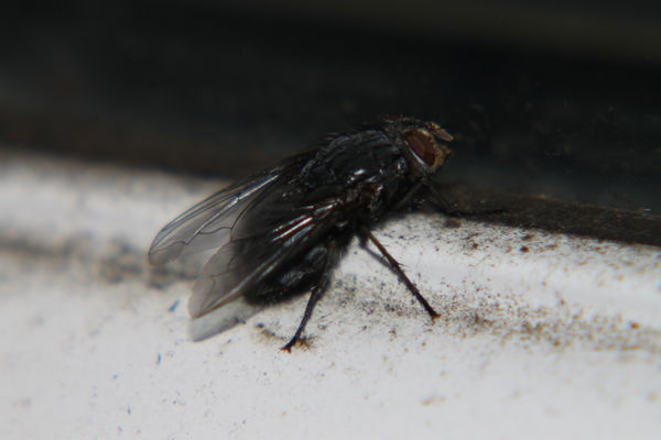 The Fly....