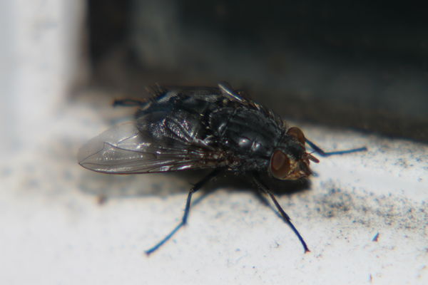 The Fly....