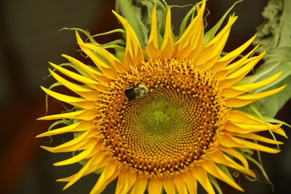 I Bee on a sunflower...