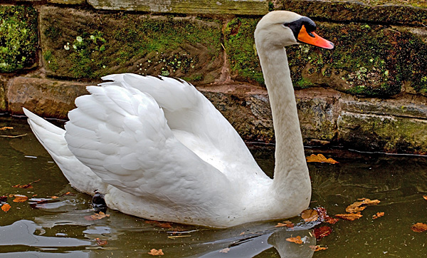 Swan  taken with 100mm macro...