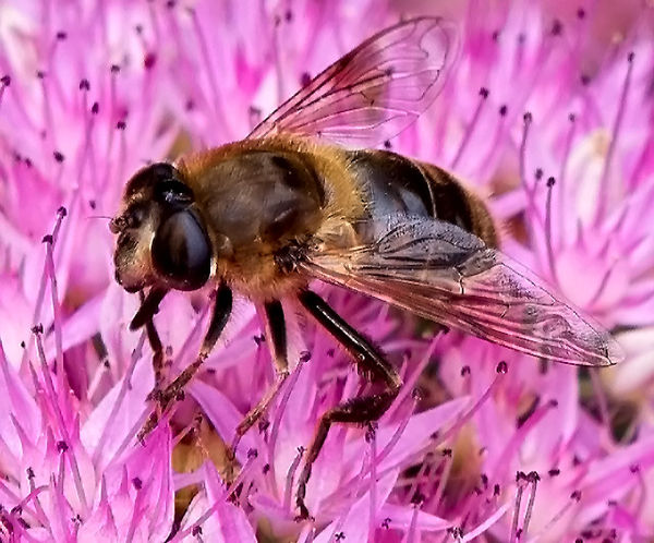 Bee...