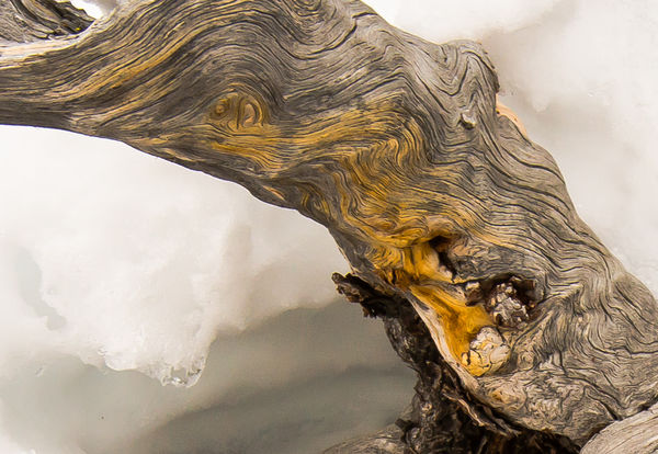 Hot springs minerals absorbed into a pine tree's r...