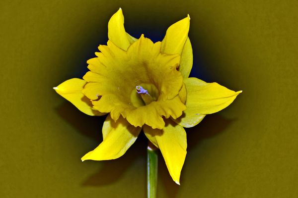Daffodil with a little PSE...