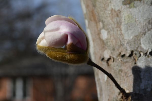 Japanese Magnolia about to bloom...