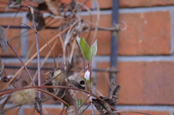Clematis is starting to bud...