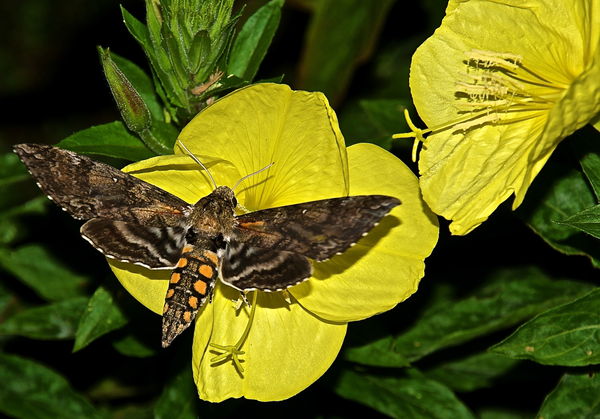 This is a photo of the 5-Spotted Hawk Moth (from a...