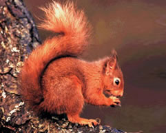 Red Squirrel (wikopedia)...
