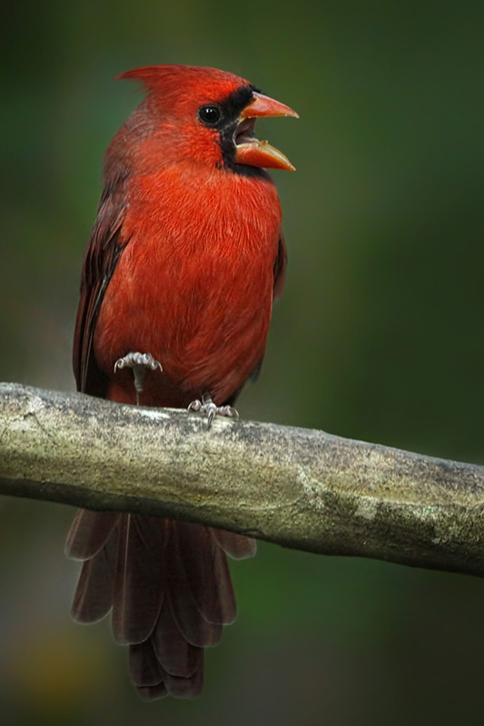 Cardinal male...