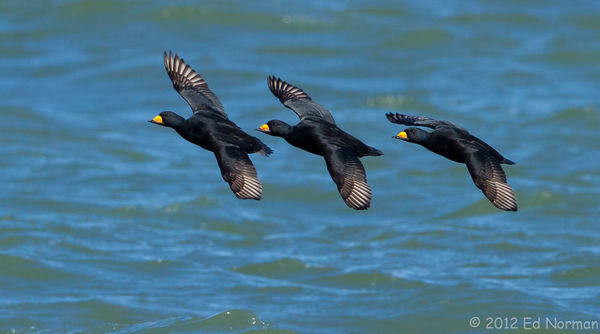 A trio of Black Scoters at Barnegat Inlet jetty......