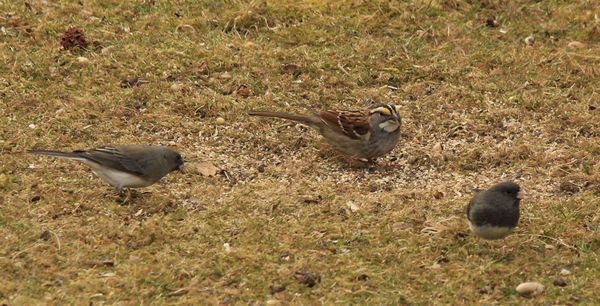 white-throated sparrow,dark eyed junco and ?...