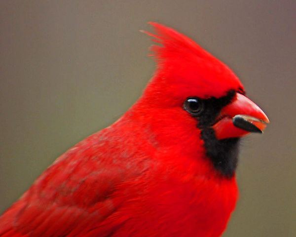 Red Bird a bit sharper...