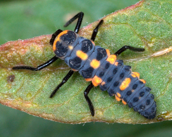 Lady beetle larva...