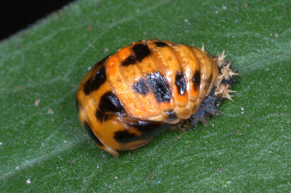 Lady beetle pupa, with molted larva skin...