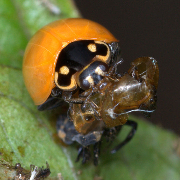 Just eclosed adult lady beetle on pupa shell...