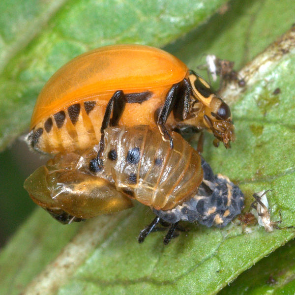 Just eclosed adult lady beetle on pupa shell...