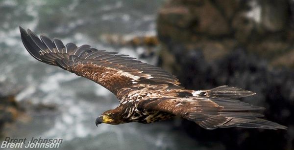 Eagle in flight over ocean...