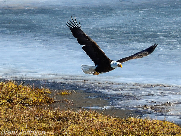 my first attemp at Bald Eagle in flight...