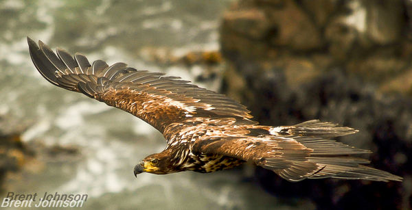 Golden eagle in flight, my favorite...