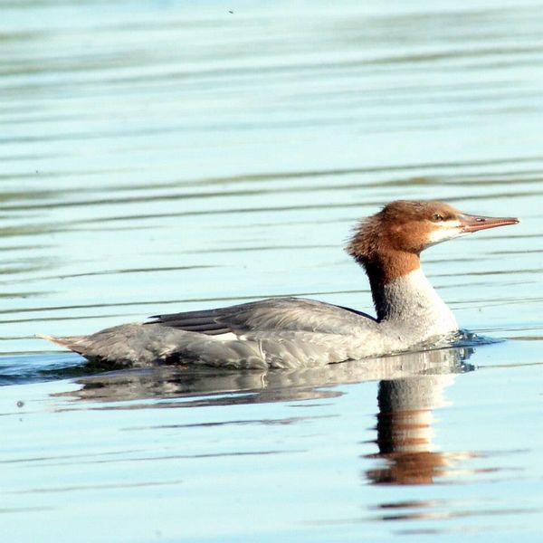 this is my first merganser...