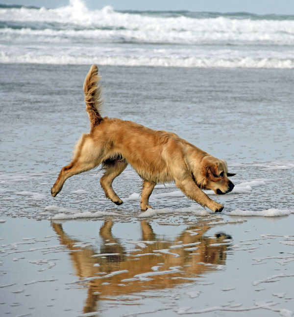 Sadie's reflection on the wet sand...