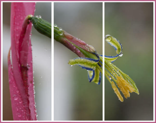 Queens Tears Triptych...