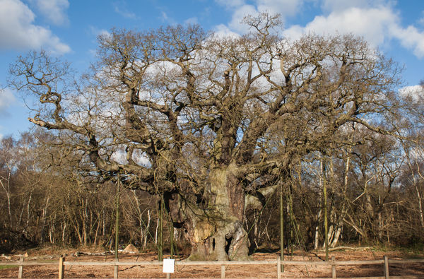 Major oak, a very old tree...