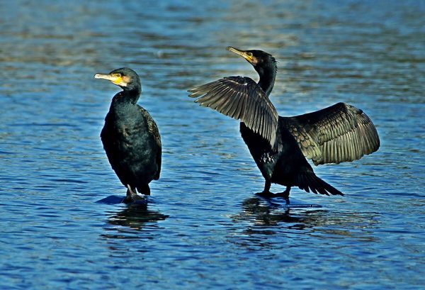 A couple of cormorants sunning themselves...