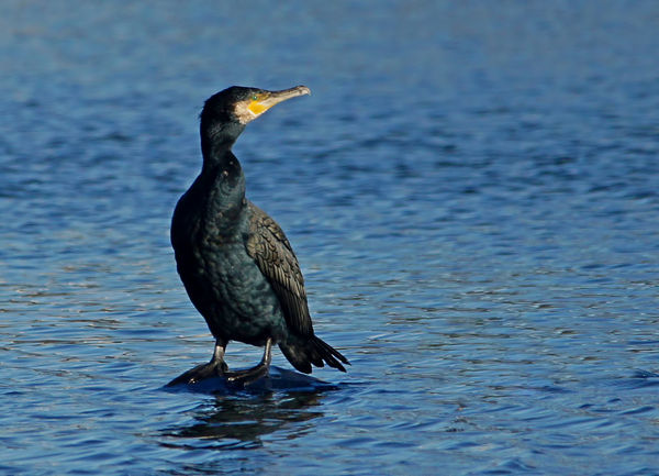 A cormorant showing it's best side....