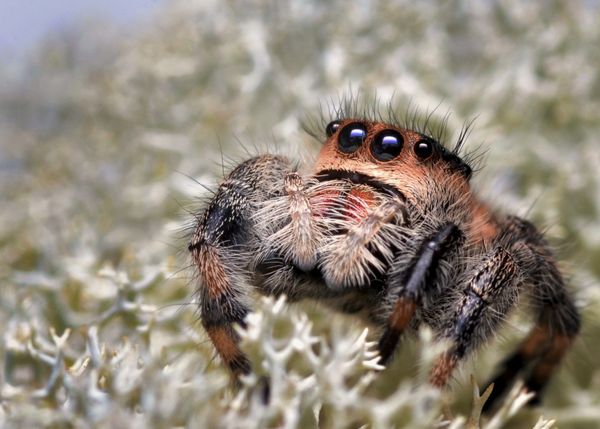 Baby Phidippus, about 1/4 inch wide...