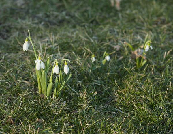 Snowdrops are blooming in Kansas City...