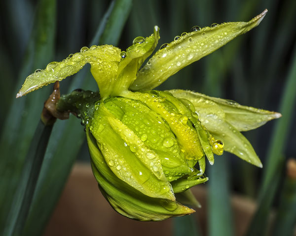 Daffodil struggling to emerge...