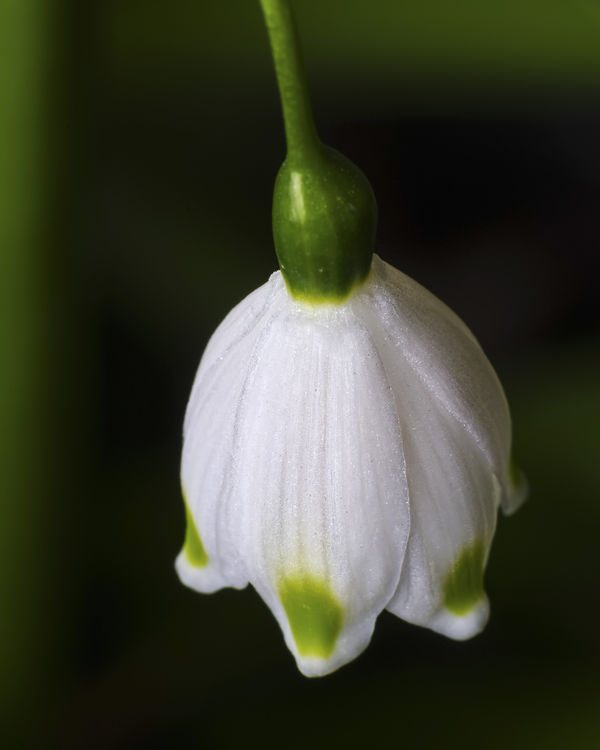 Snow Drop from yesterday...