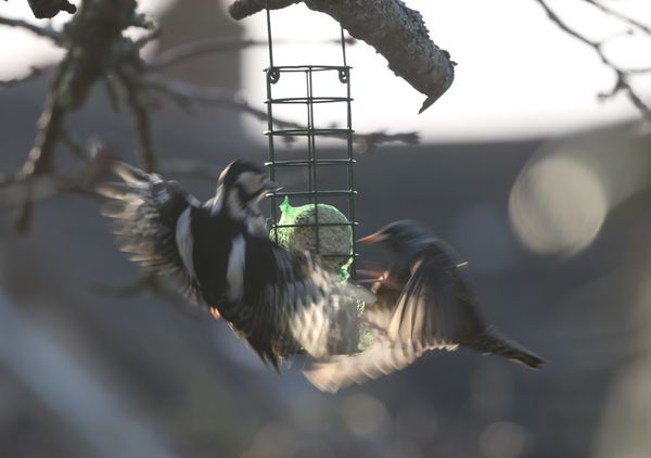 Woodpecker versus Starling...