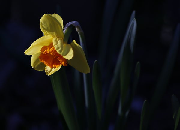 daffodil or isit Narcissus...